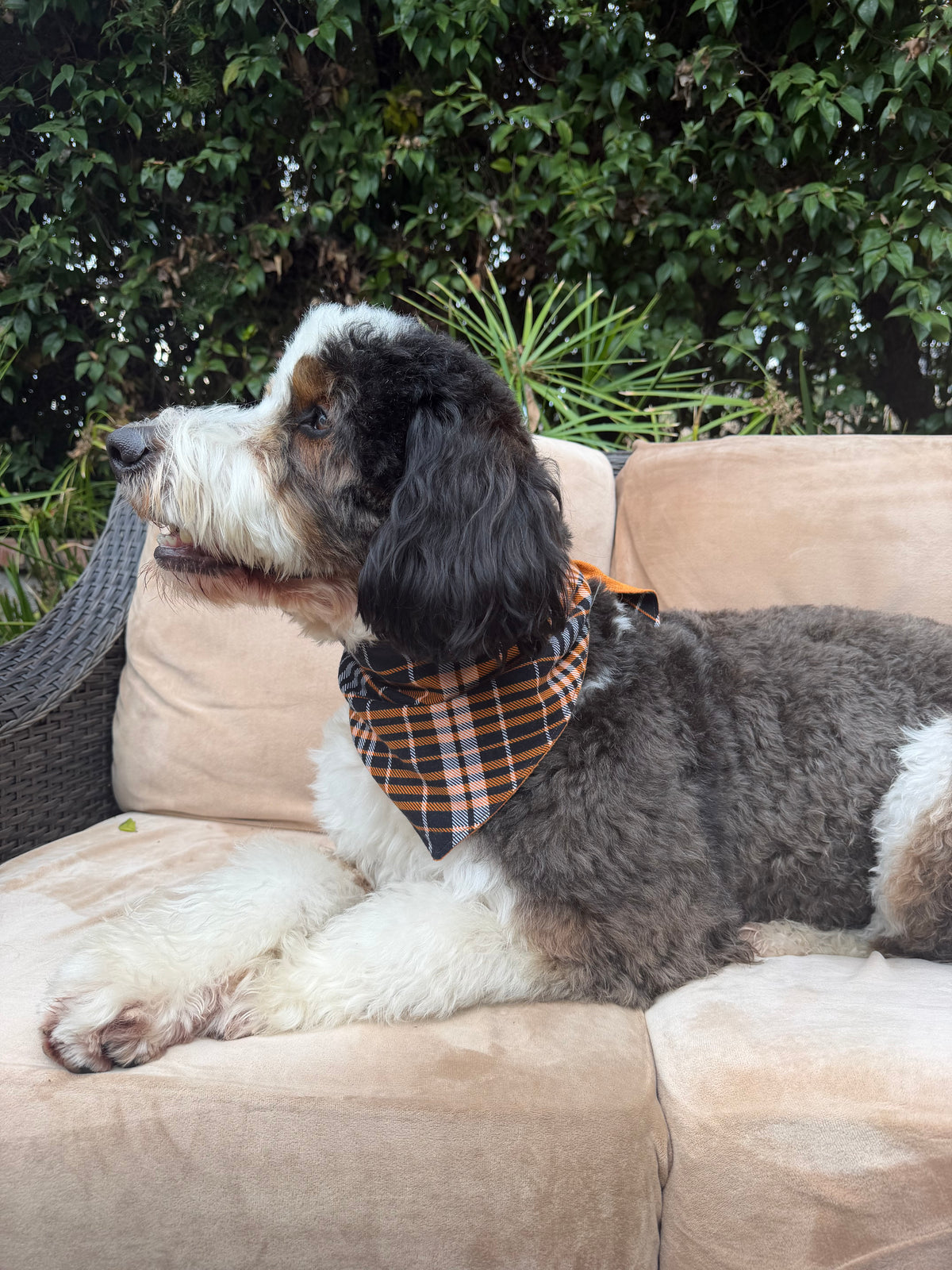Harvest Hound Reversible Bandanna