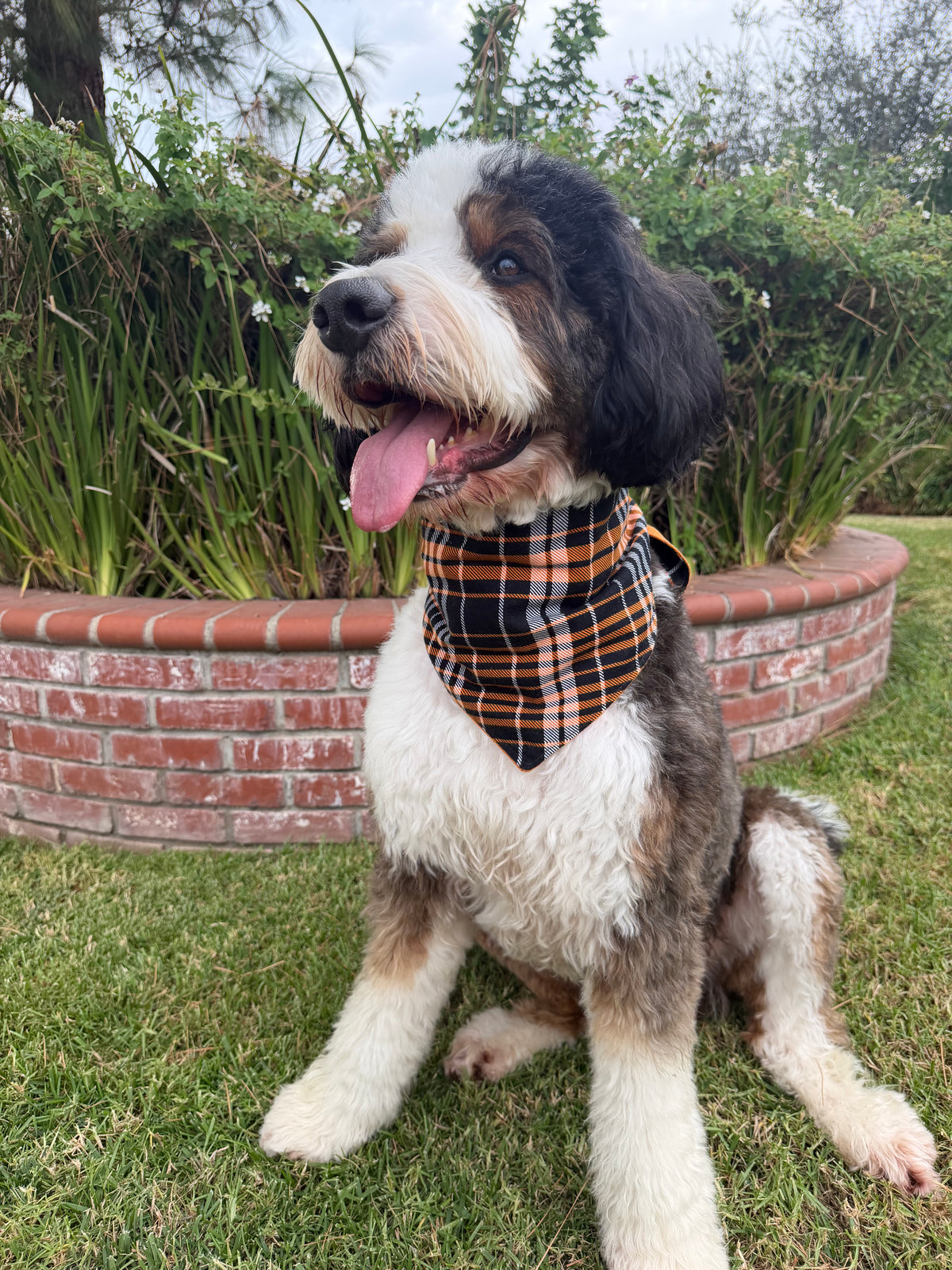 Harvest Hound Reversible Bandanna