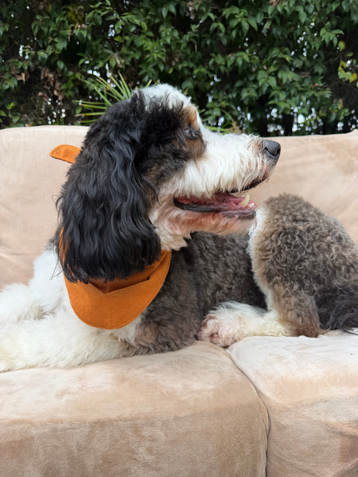 Harvest Hound Reversible Bandanna
