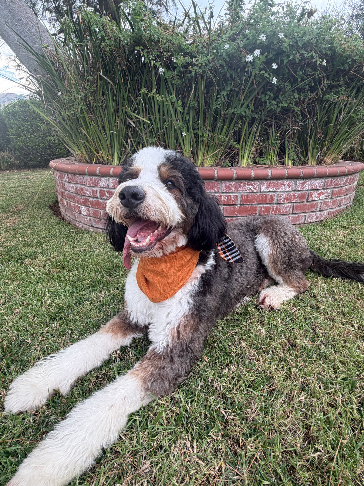 Harvest Hound Reversible Bandanna