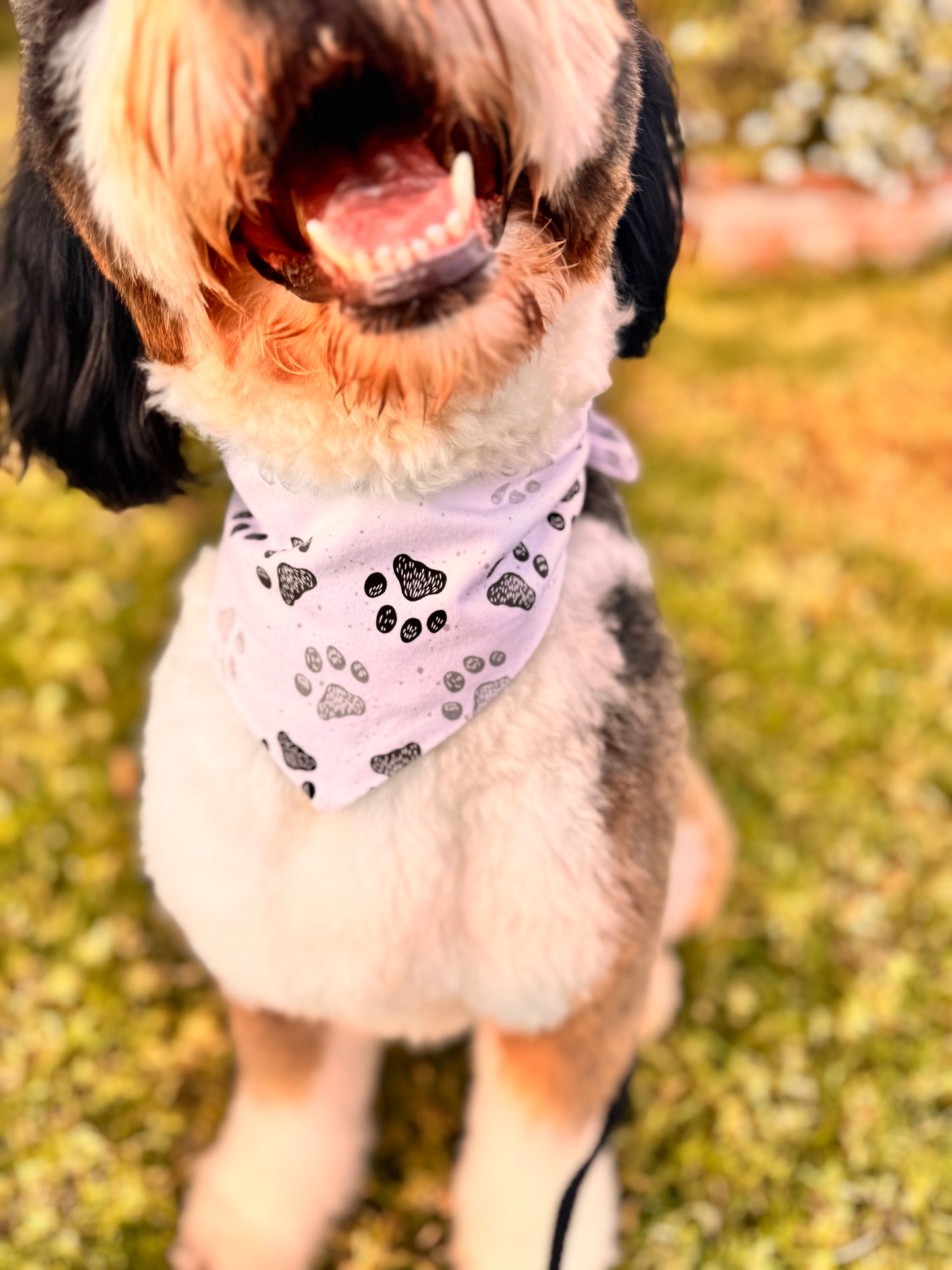Little Paws Everyday Reversible Bandanna