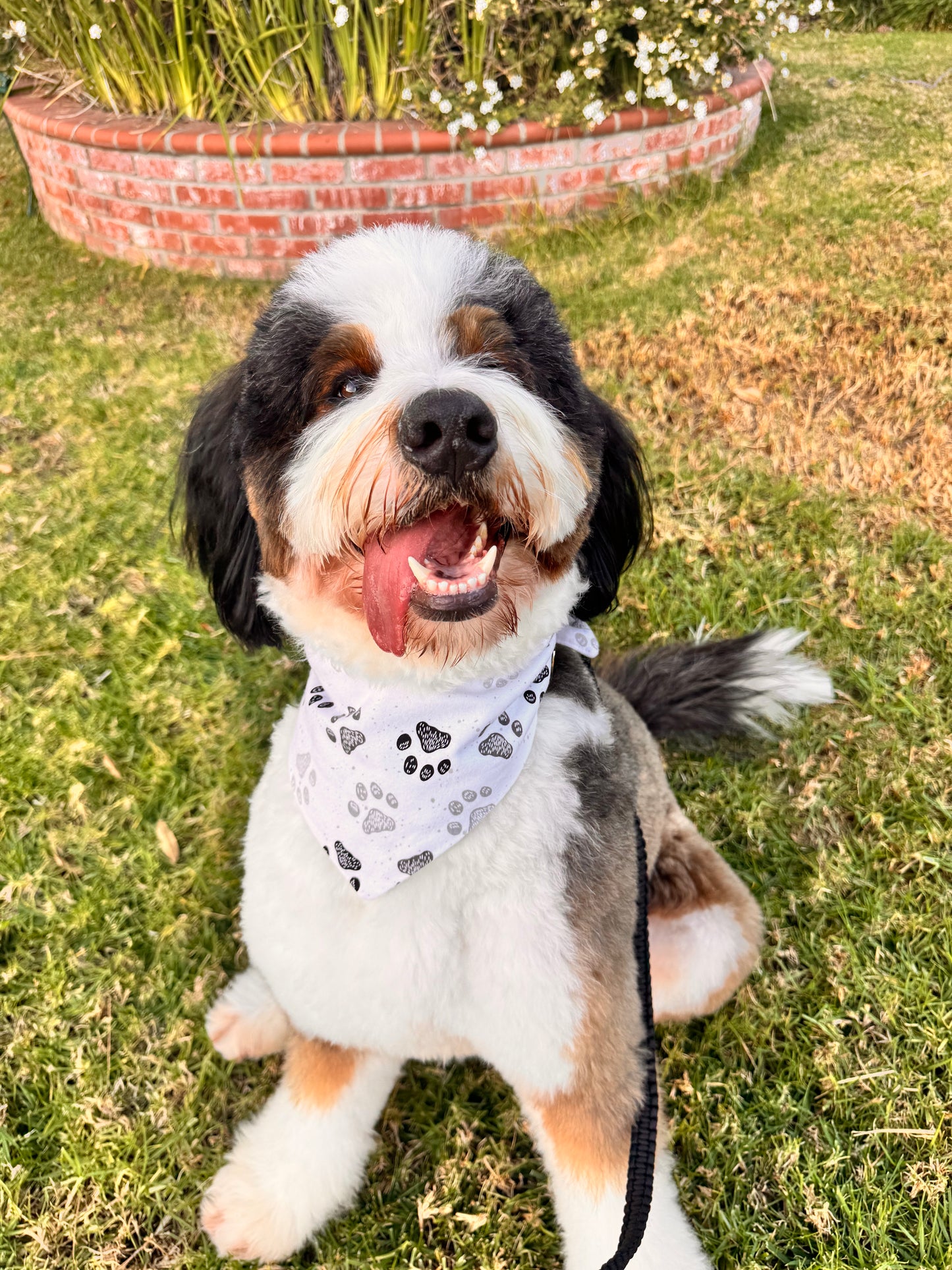 Little Paws Everyday Reversible Bandanna