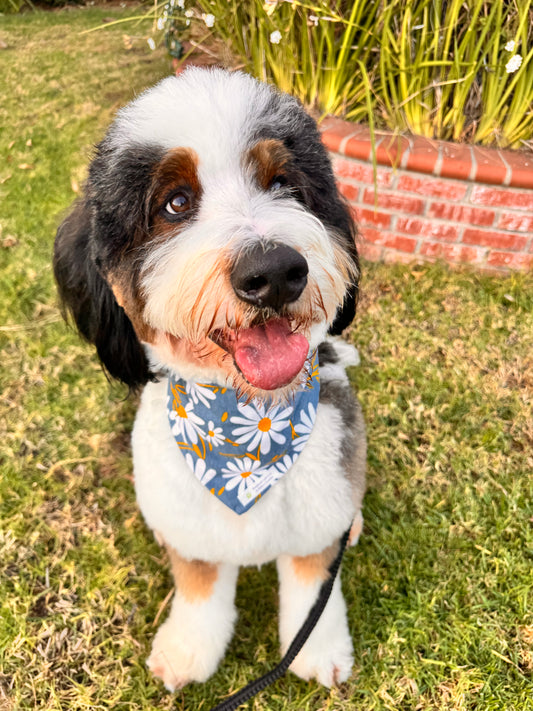 Daisy Bandanna